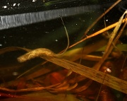 27th Jun 2011 - Hoverfly Larvae 