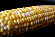 26th Jun 2011 - Corn is Good