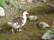 24th Jun 2011 - Cute Duck