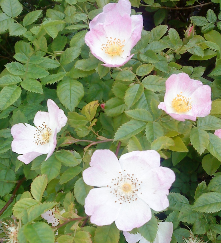 dog roses in Tain garden by sarah19