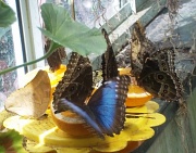 20th Apr 2011 - Butterfly Breakfast