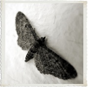 28th Jun 2011 - moth