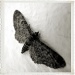 moth by itsonlyart