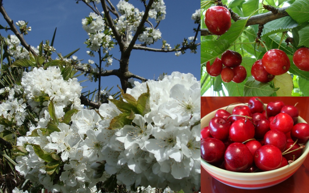 Cherry collage by busylady