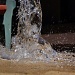 Making a Splash by cjphoto