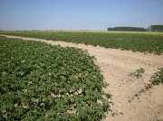 29th Jun 2011 - blooming patato field