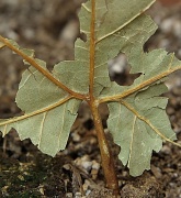 27th Jun 2011 - Tattered Leaf