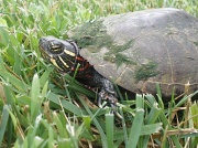 28th Jun 2011 - Turtle