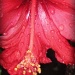 Hibiscus after the rain by madamelucy