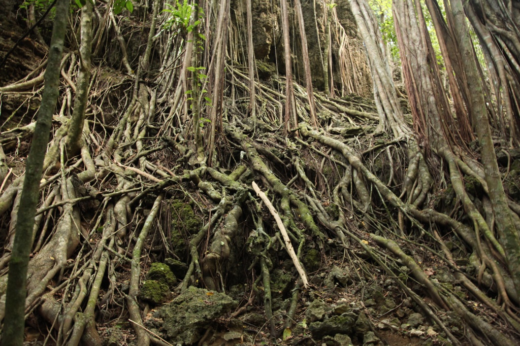roots - the trees here have adapted to the rocky limestone hill spreading their roots. Others like the strangler figs use the trees to get structure and strength by lbmcshutter