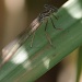 Hairy legs IMG_9973 by annelis