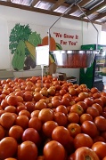26th Jun 2011 - Tomatoes