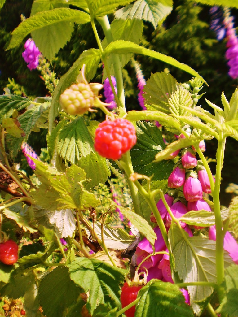 Raspberries and Foxgloves.  by snowy