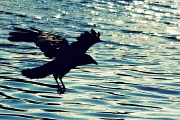 29th Jun 2011 - Carry On Crow