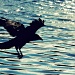 Carry On Crow by rich57