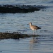 Wading Willet by falcon11