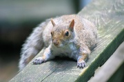 29th Jun 2011 - Squirrely guy