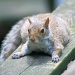 Squirrely guy by maggie2