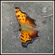 29th Jun 2011 - Butterfly