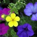 Simple flowers. Simple colors. by rhoing