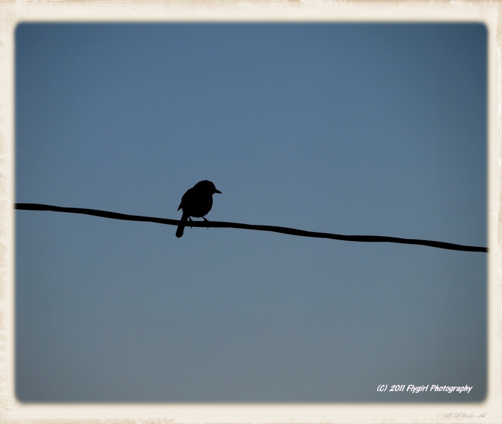 Bird on a Wire by flygirl