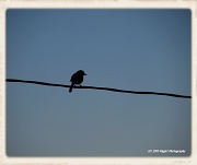 29th Jun 2012 - Bird on a Wire