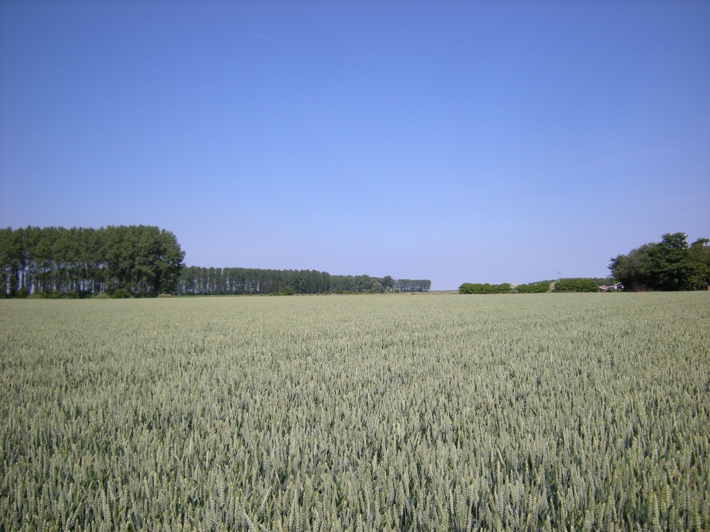 Cornfields to horizon by pyrrhula