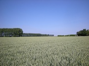 30th Jun 2011 - Cornfields to horizon