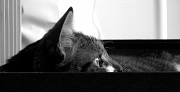 29th Jun 2011 - Just for fun: Tribute to Maru the cat