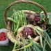 Veggie basket by busylady