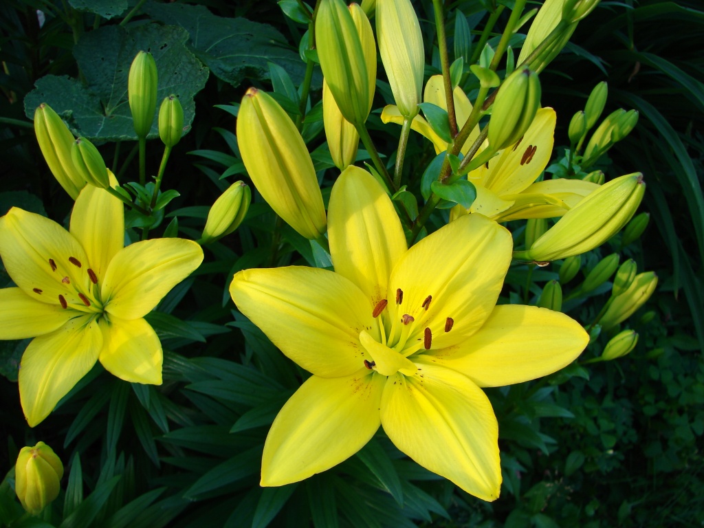 Daylillies in various blooming stages by brillomick