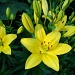 Daylillies in various blooming stages by brillomick