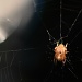 Spider and Web by sharonlc