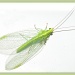 Green lacewing by judithdeacon