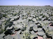 1st Jul 2011 - Red cabbage field