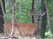 29th Jun 2011 - What Do You Say Deer?