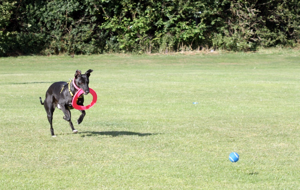 Frisbee or Ball ? - difficult decision ? by phil_howcroft