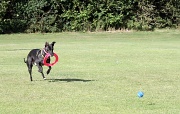 28th Jun 2011 - Frisbee or Ball ? - difficult decision ?