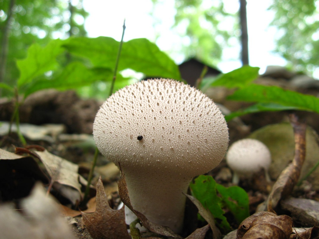 Mushroom Surprise by olivetreeann
