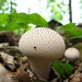 Mushroom Surprise by olivetreeann