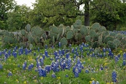 11th Apr 2010 - Texas Bluebonnets