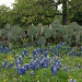 Texas Bluebonnets by graceratliff