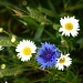 Wild flowers by lily