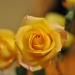birthday rose by winshez