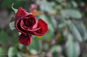 1st Jul 2011 - my rose