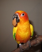 1st Jul 2011 - Almonds are a parrot's best friend :) 