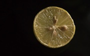 12th Feb 2011 - Lemon MACRO