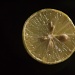 Lemon MACRO by harsha