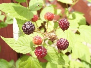 29th Jun 2011 - Raspberries