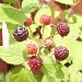 Raspberries by julie